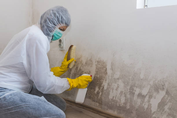 Mold Testing and Removal in Winter Haven, FL