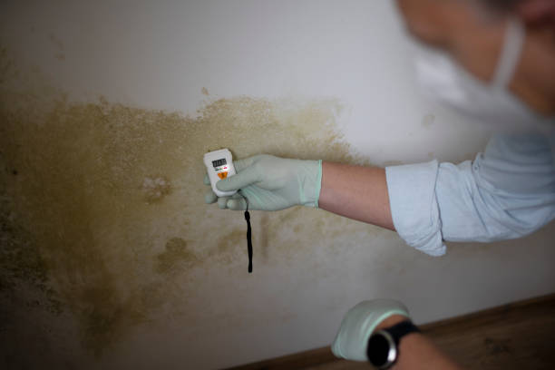 Best Home Mold Removal  in Winter Haven, FL