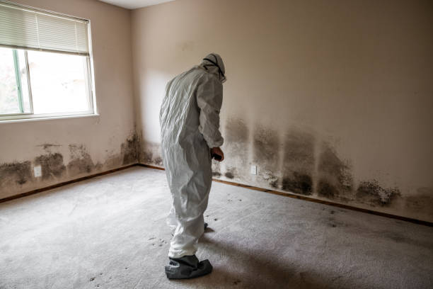 Best Attic Mold Removal  in Winter Haven, FL